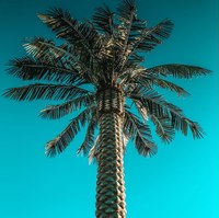 Манас Бактыбаев